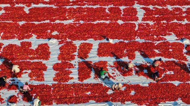 Türkiye’den yılın ilk yarısında 69 milyon 123 bin dolar kuru domates ihracatı