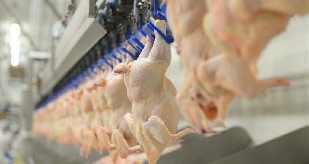 haftada 300 gramdan fazla tavuk eti tuketenlere kotu haber qEXsZwUF