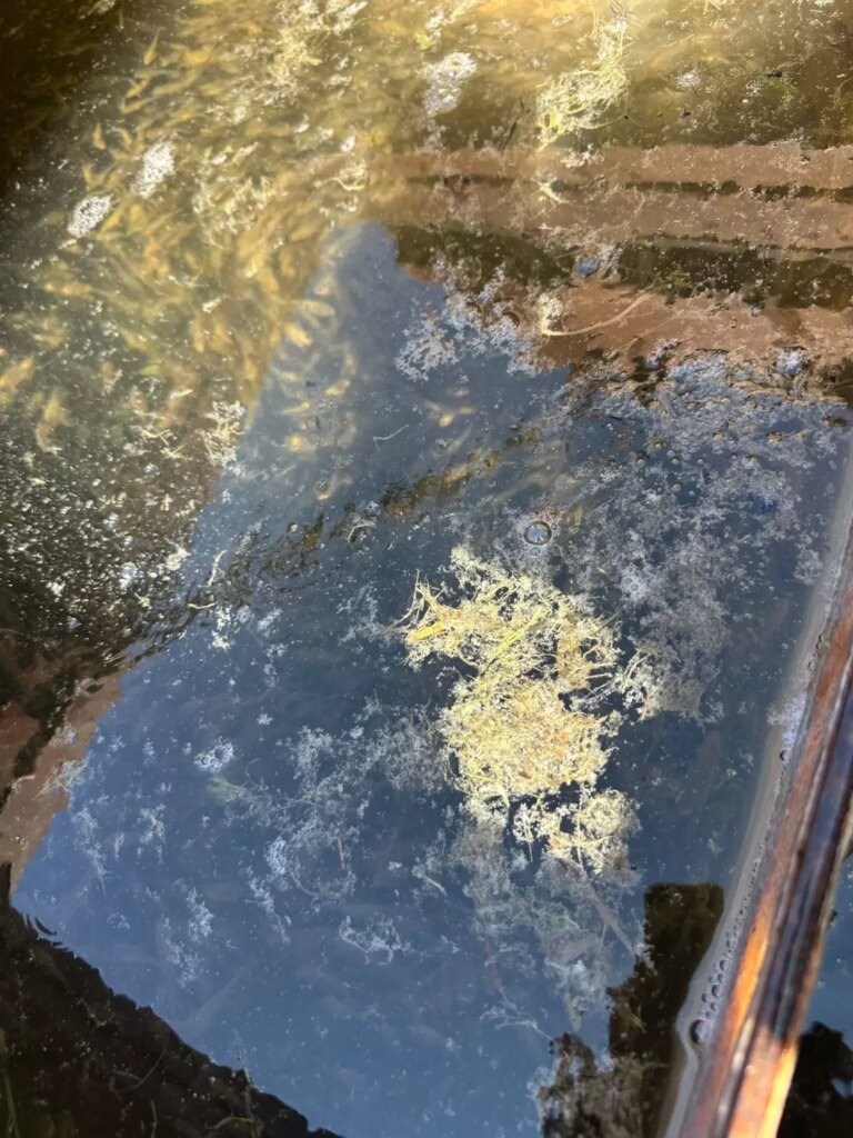 Sazan Yavruları Su Kaynaklarına Salındı