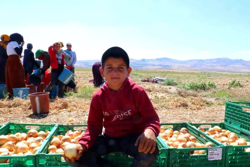 evrende kislik sogan hasadi basladi ZCMyFAKB