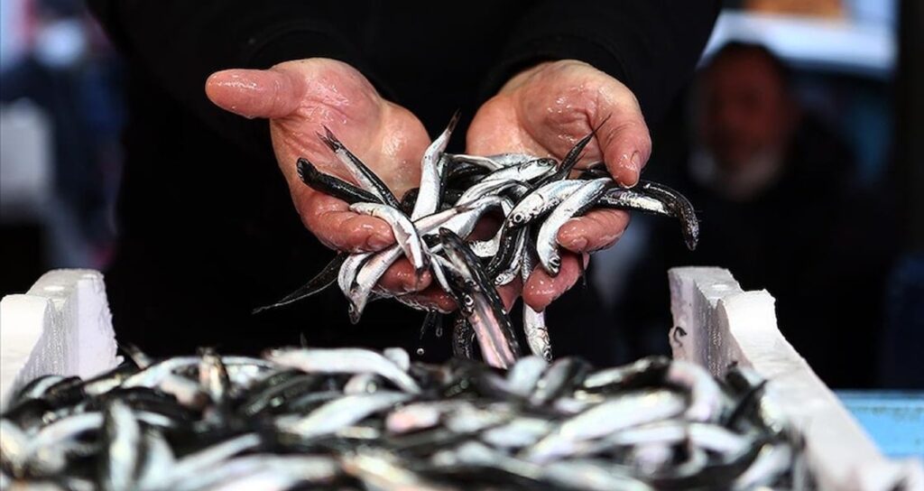 sofralara bir daha hamsi gelmeyebilir JTRID5pH