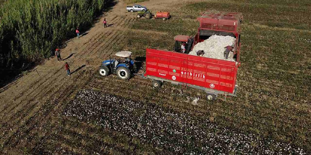 40 bin dekar alanda uretiliyor beyaz altin olarak biliniyor ZWsrBaPZ.jpg