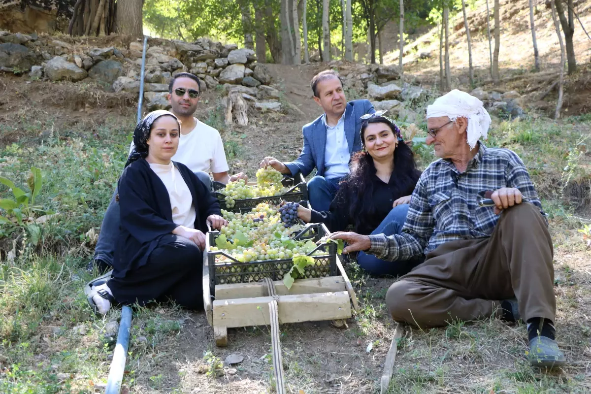 80 yasinda uzum hasadi E62fRj2H