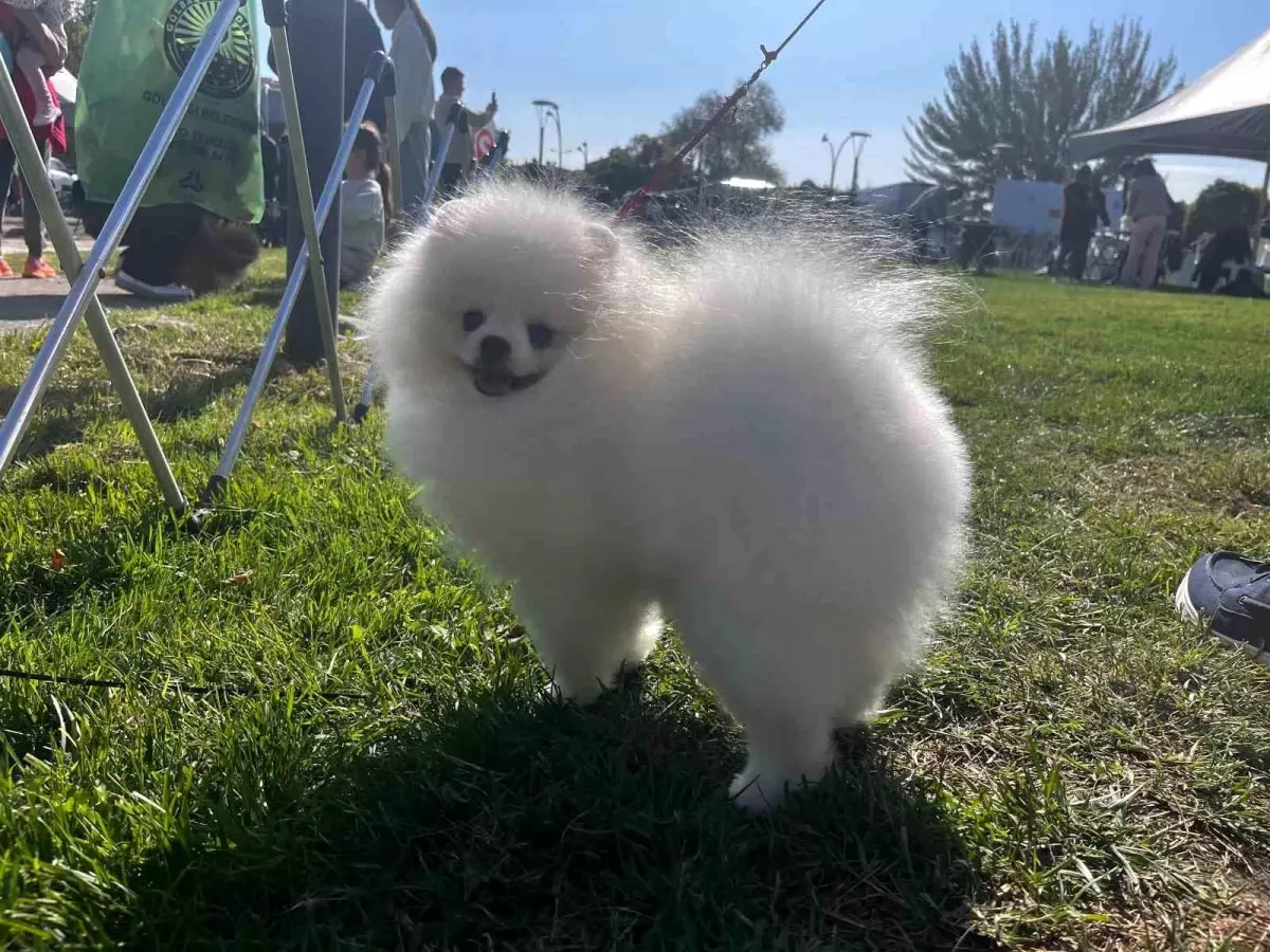 ankarada 5 irk standartlari ve guzelligi yarismasi duzenlendi hHSbSTh5