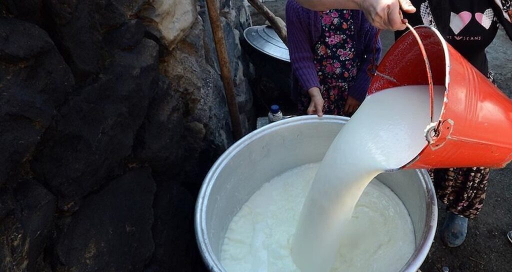 inek sutu uretimi agustosta azaldi hS6h32xt.jpg