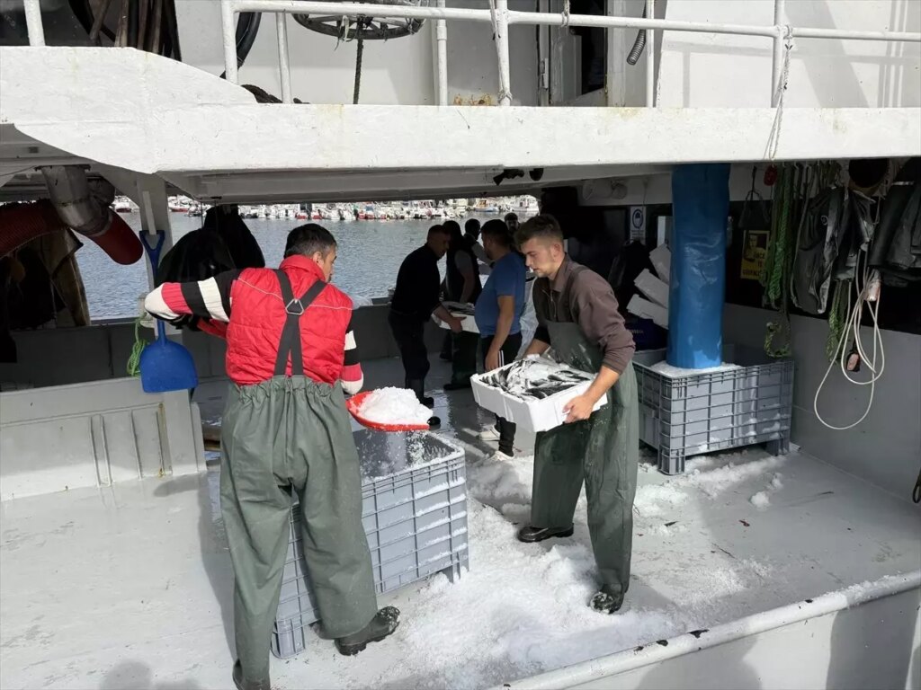 tekirdagli balikcilar istavritle dolu donuyor 8g3i4kn6