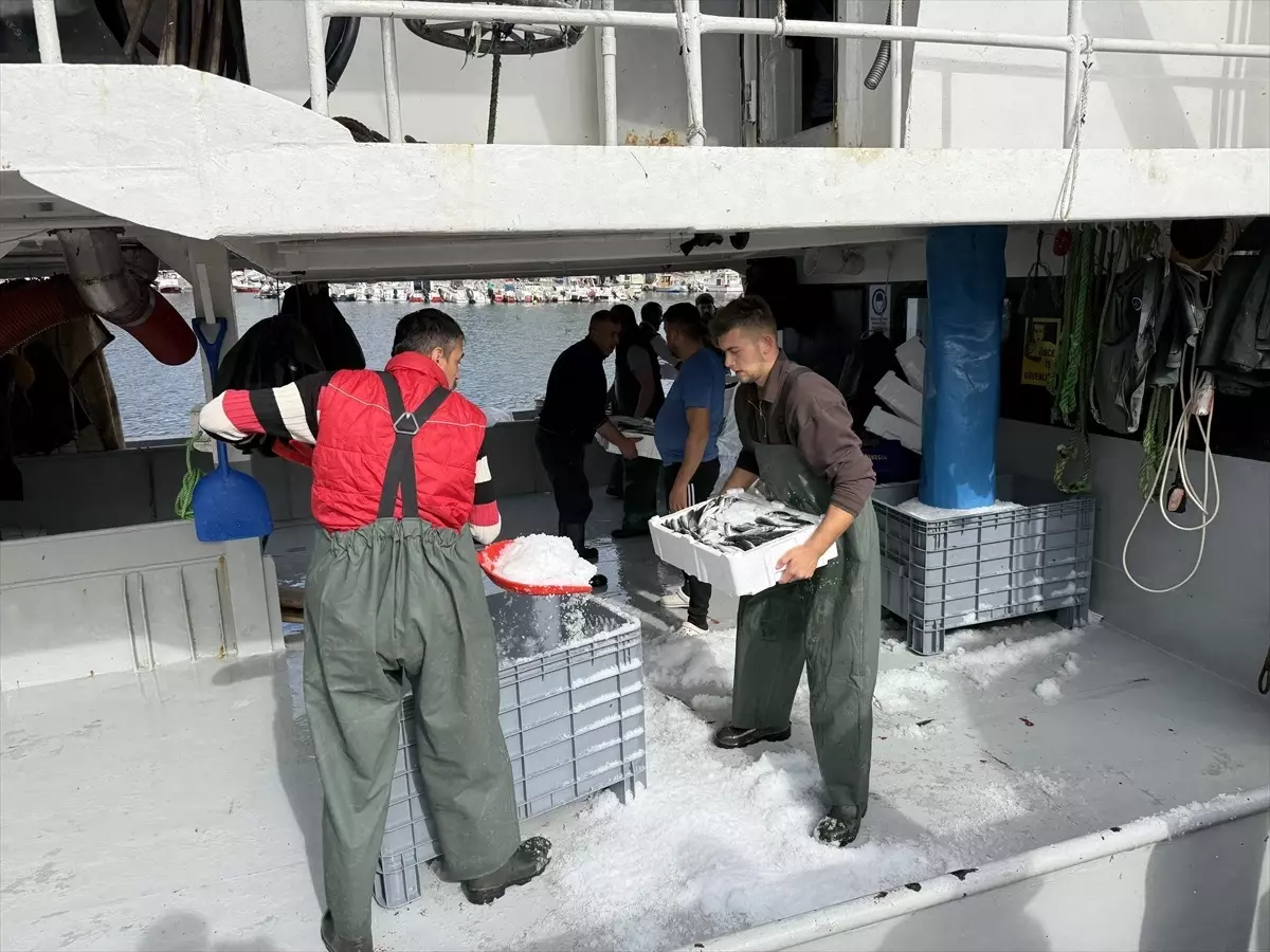 tekirdagli balikcilar istavritle dolu donuyor 8g3i4kn6