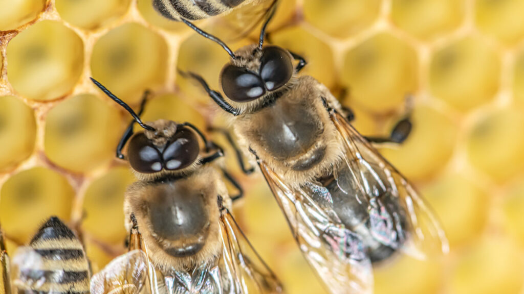 erkek arilar ciftlesme sirasinda neden patlayarak oluyor rgGjdGqn.jpg