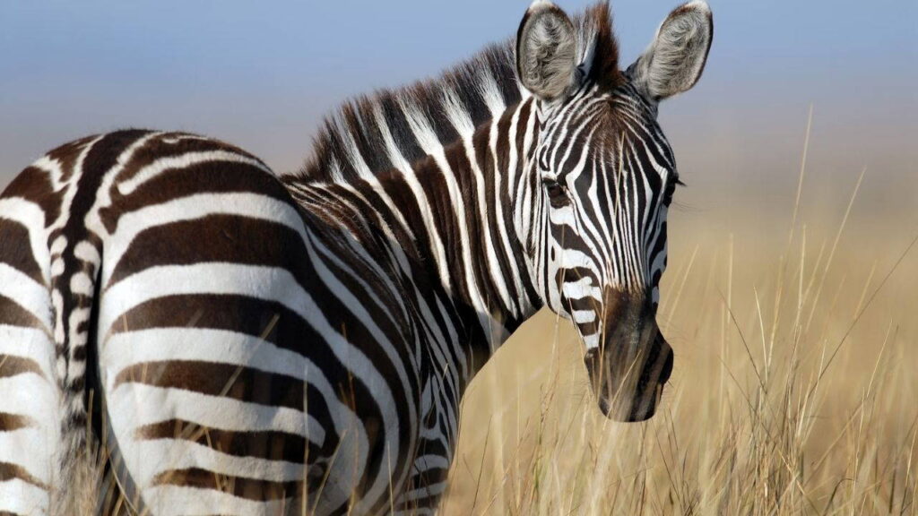 Zebralar ve pandalar neden siyah beyazlar?