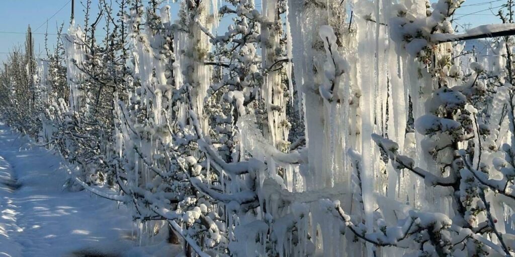 Çiftçiye zirai don desteği bugün yatırılacak