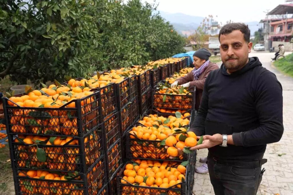 Hatay’da Mandalina Fiyatları Düşüyor